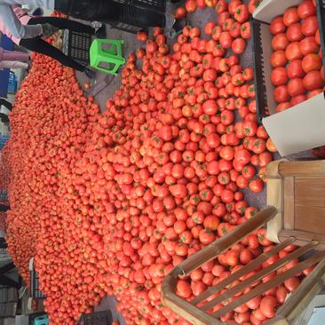 浙江苍南西红柿大红硬粉自家种新鲜采摘番茄