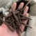 仙茅仙毛独脚仙茅保庆药材批发仙茅发货如图实拍