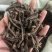 仙茅仙毛独脚仙茅保庆药材批发仙茅发货如图实拍