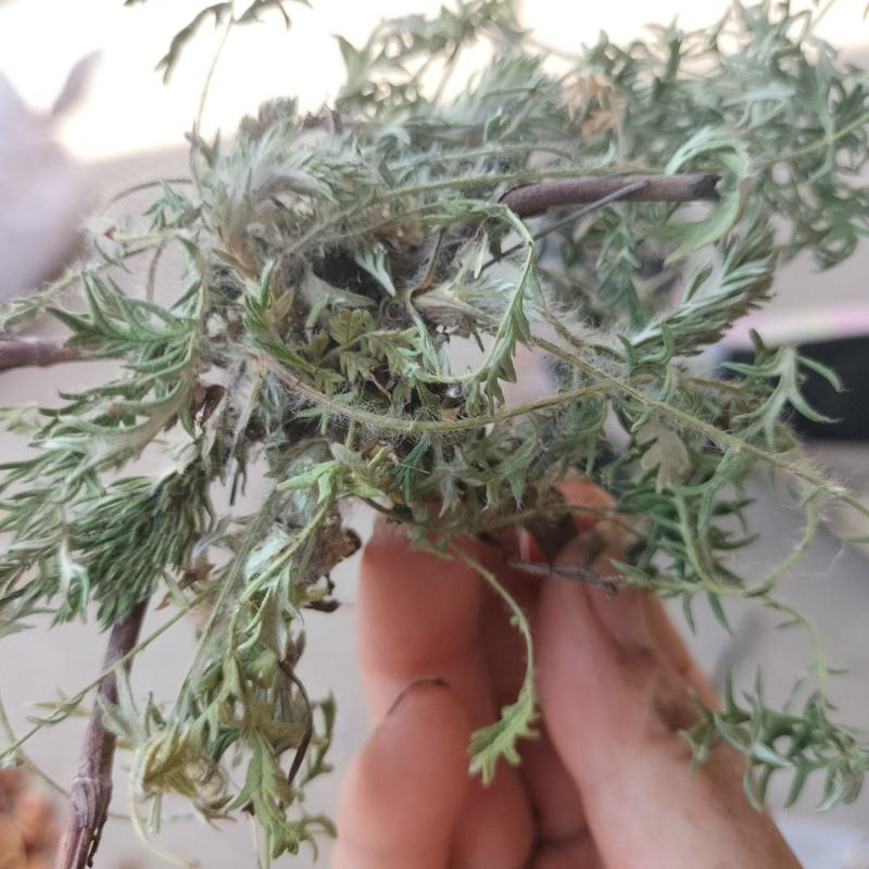 （包邮）翻白草，干货，野生的，带根，整棵。