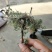 （包邮）翻白草，干货，野生的，带根，整棵。