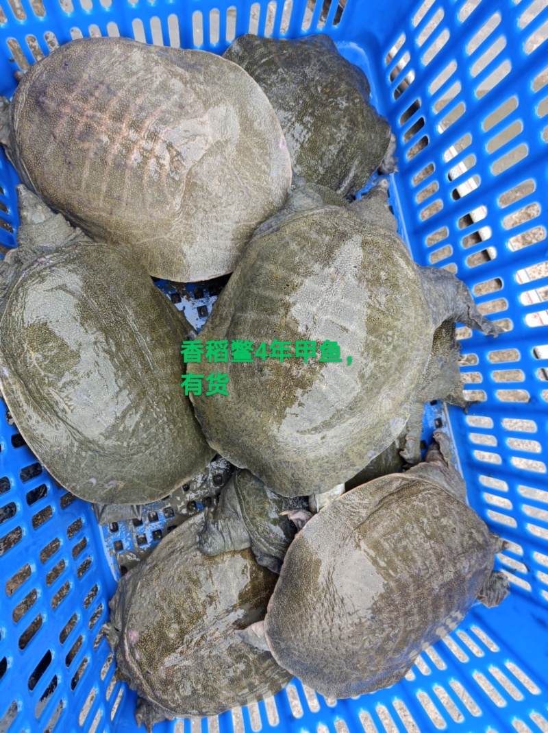 4年外塘甲鱼