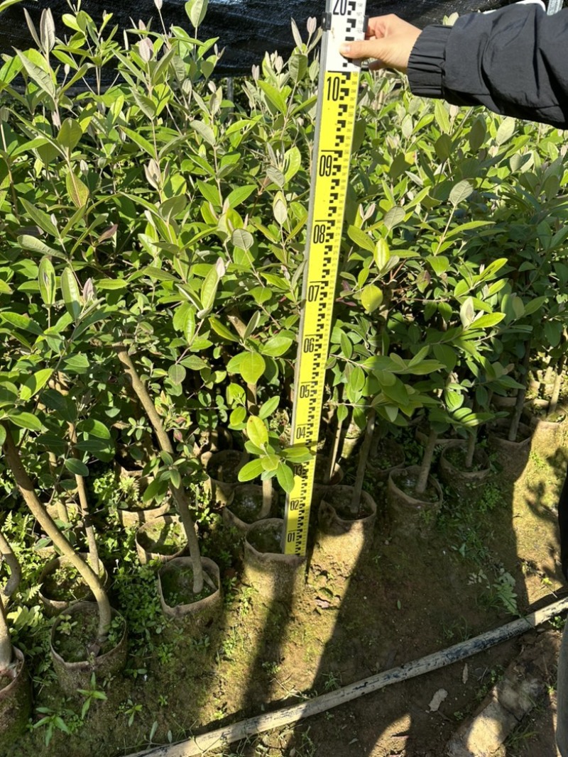 2公分桃金娘下山桩，桃金娘大苗。农庄，庭院种植，采摘绿化