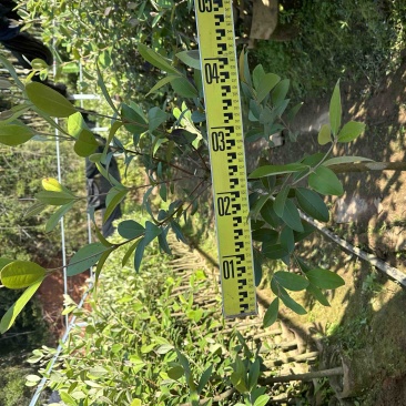 2公分桃金娘下山桩，桃金娘大苗。农庄，庭院种植，采摘绿化
