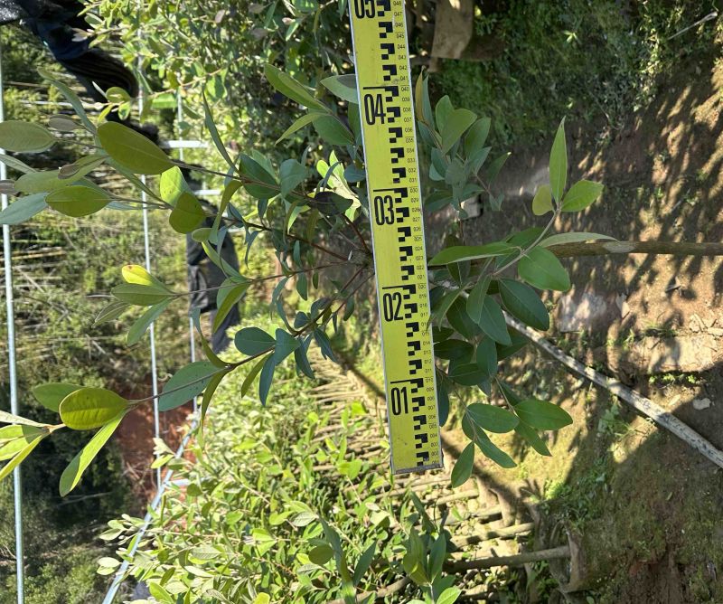2公分桃金娘下山桩，桃金娘大苗。农庄，庭院种植，采摘绿化