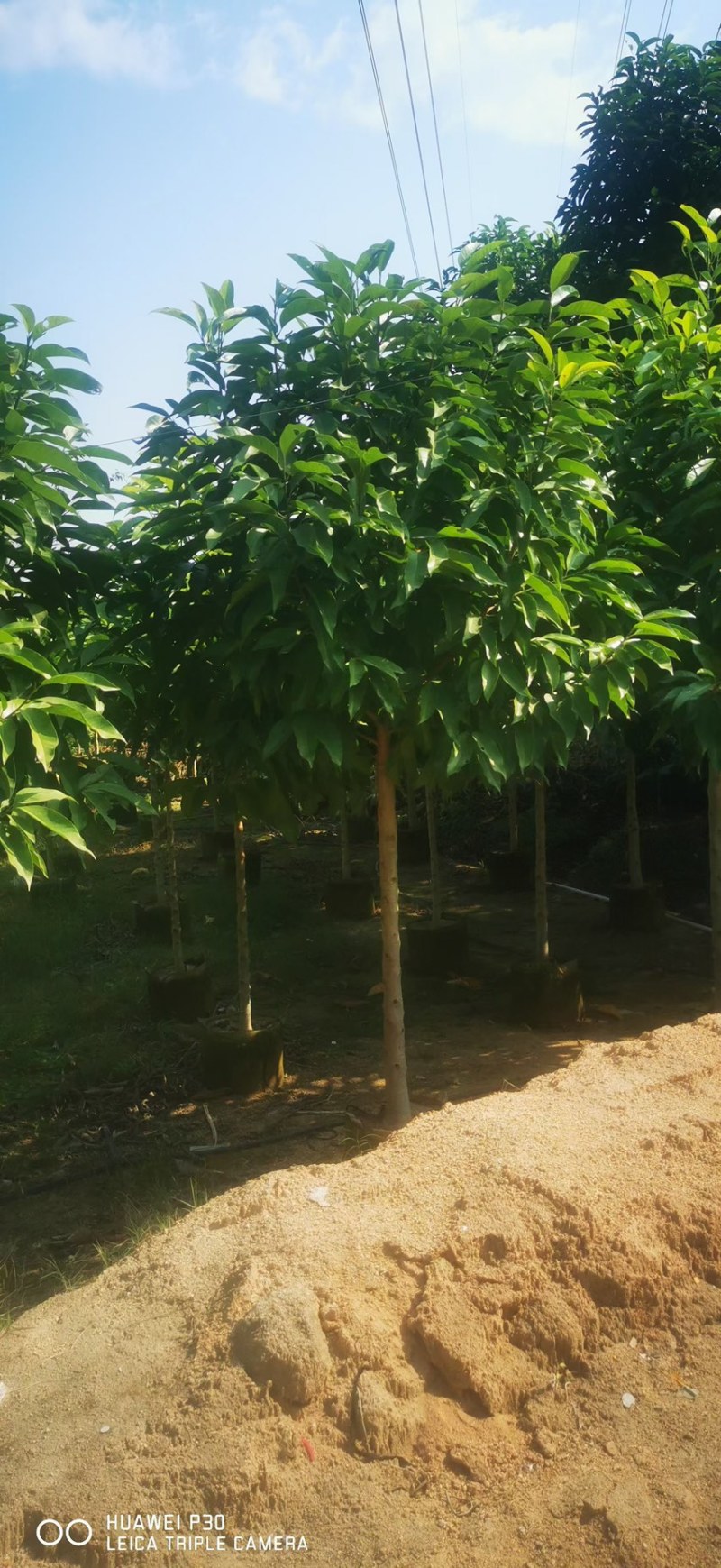 白玉兰5分至15分苗圃直供质量保证欢迎来电咨询