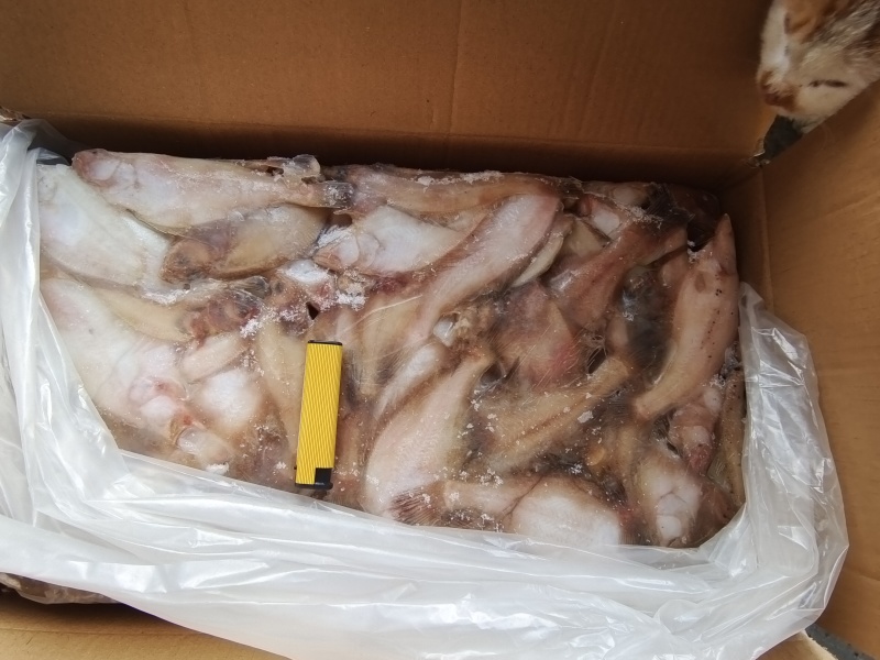 山东偏口（长脖鱼）蝶鱼比目鱼大量供应，各种规格，8斤装
