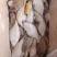 山东偏口（长脖鱼）蝶鱼比目鱼大量供应，各种规格，8斤装