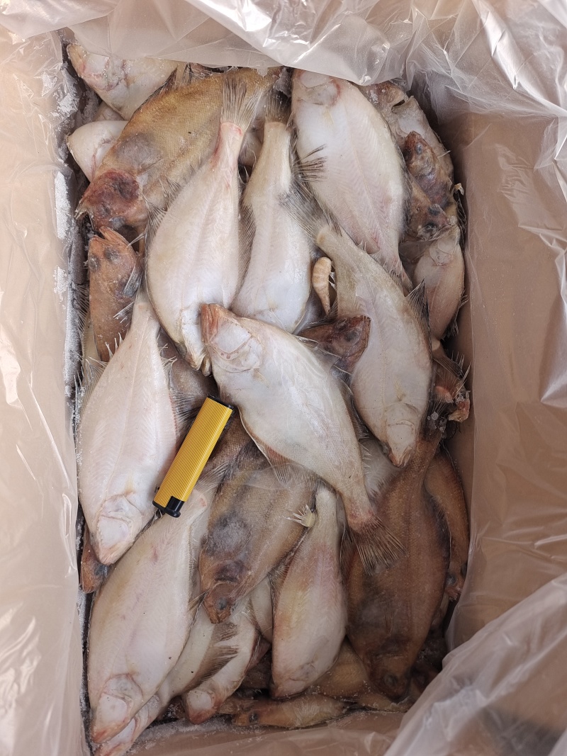 山东偏口（长脖鱼）蝶鱼比目鱼大量供应，各种规格，8斤装