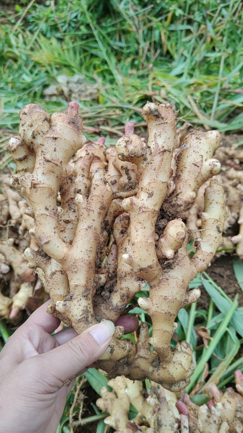 小黄姜