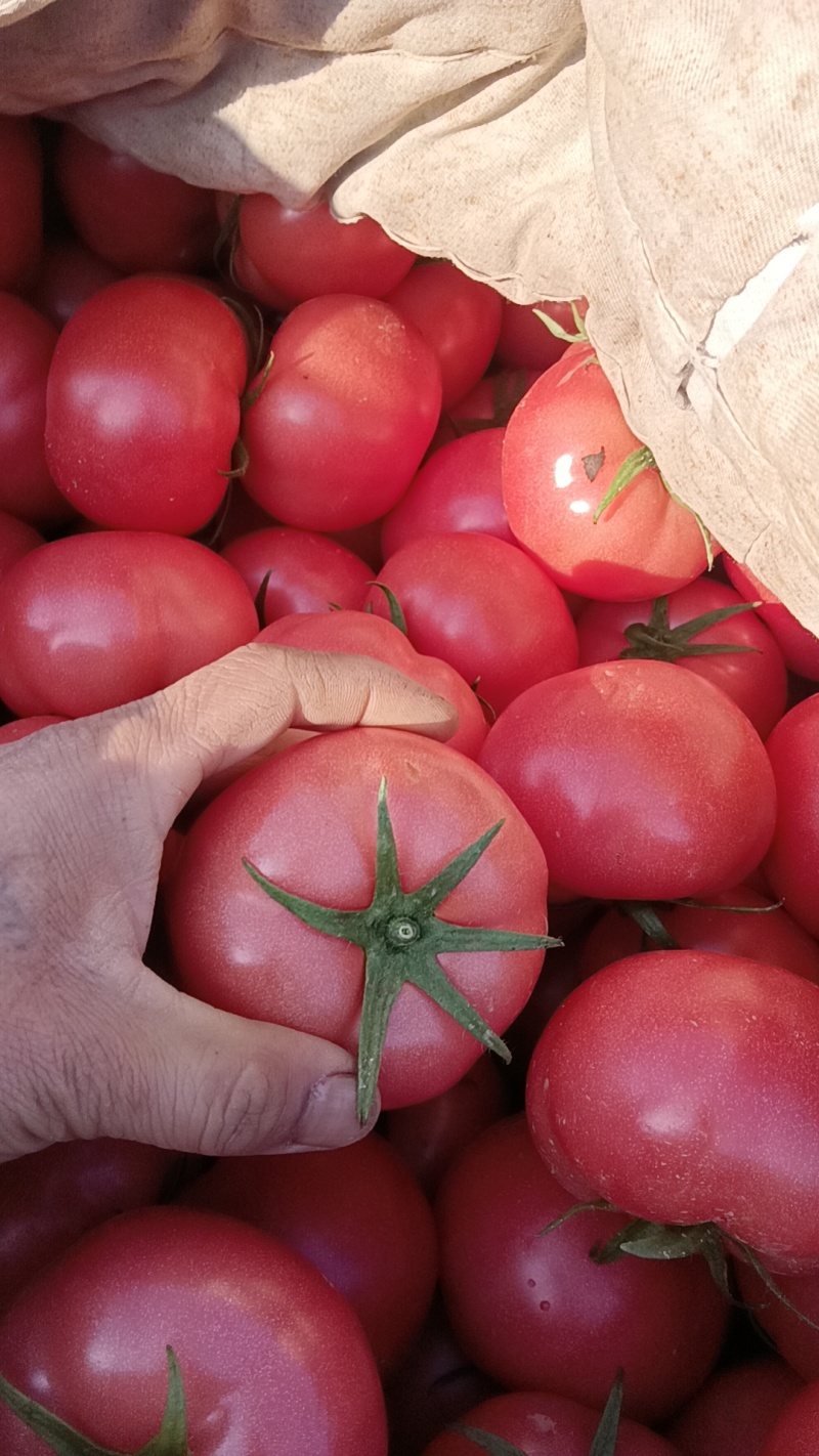 【实力供应商】河北硬粉西红柿，弧三以上货源充足