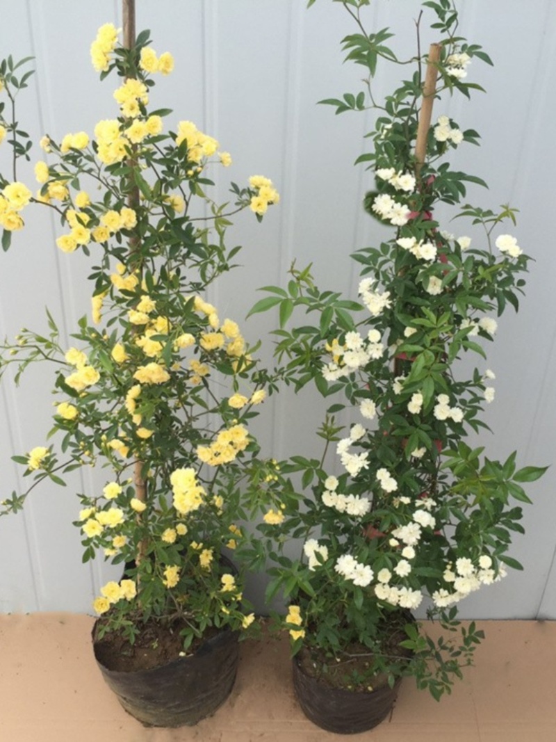 木香黄色花浓香花卉七里香阳台垂吊爬藤植物黄色木香花苗盆栽