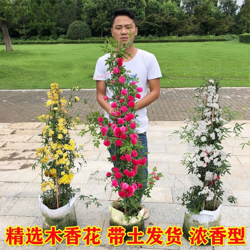 木香黄色花浓香花卉七里香阳台垂吊爬藤植物黄色木香花苗盆栽
