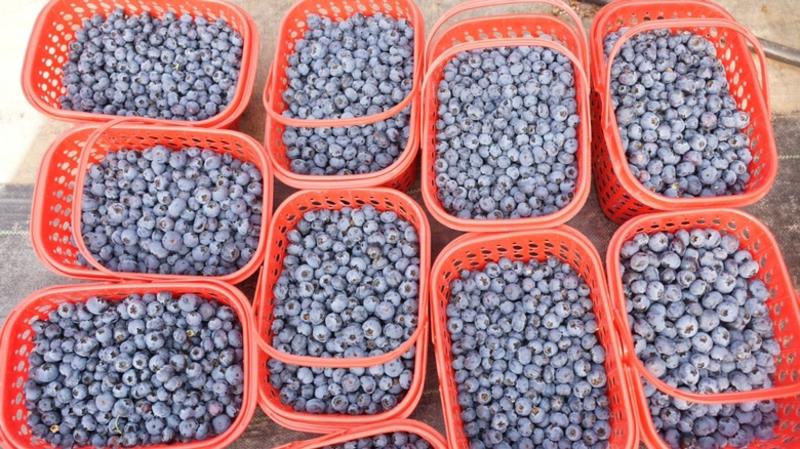 蓝莓基地大量上市全国发货薄雾优瑞卡LL25等
