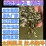 宝路罗非鱼苗基地直供吉富罗非苗台湾罗非王鱼苗海南一号