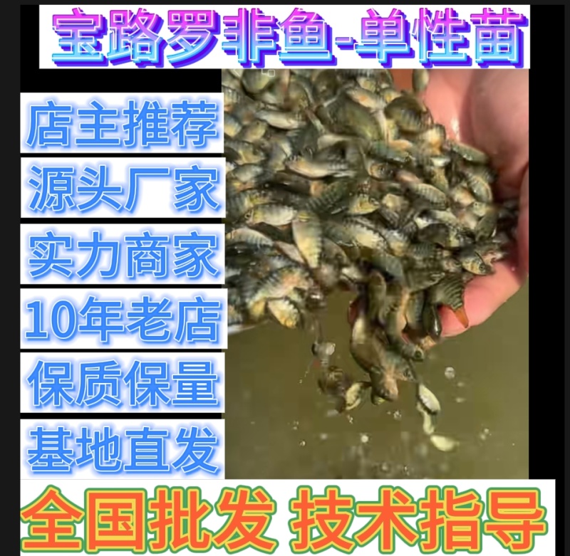 宝路罗非鱼苗基地直供吉富罗非苗台湾罗非王鱼苗海南一号