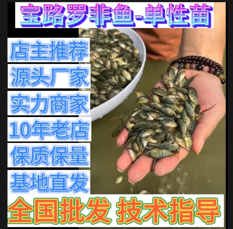 宝路罗非鱼苗基地直供吉富罗非苗台湾罗非王鱼苗海南一号