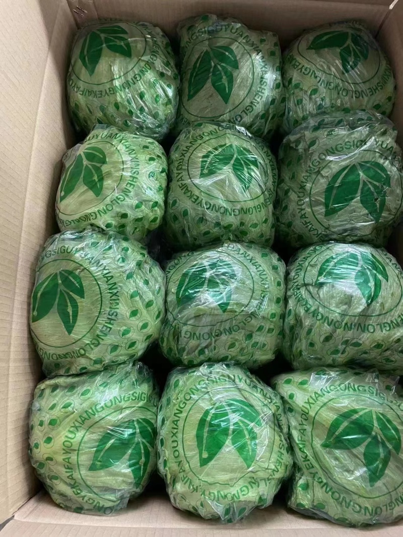 山东生菜球大叶生菜球大量上市生菜电商代发产地直发