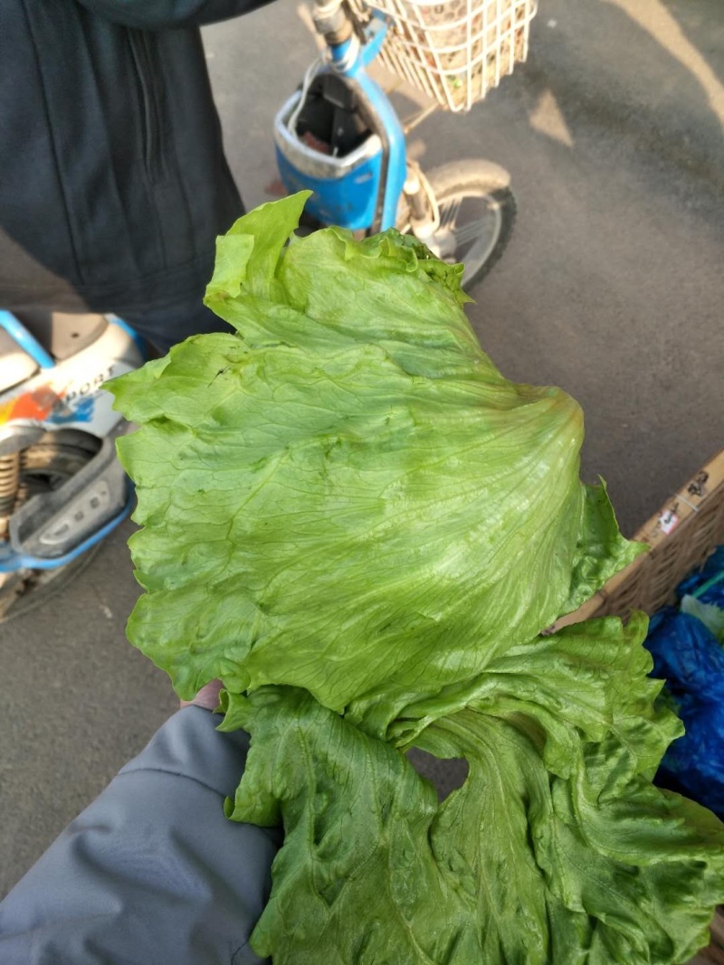 山东生菜球大叶生菜球大量上市生菜电商代发产地直发