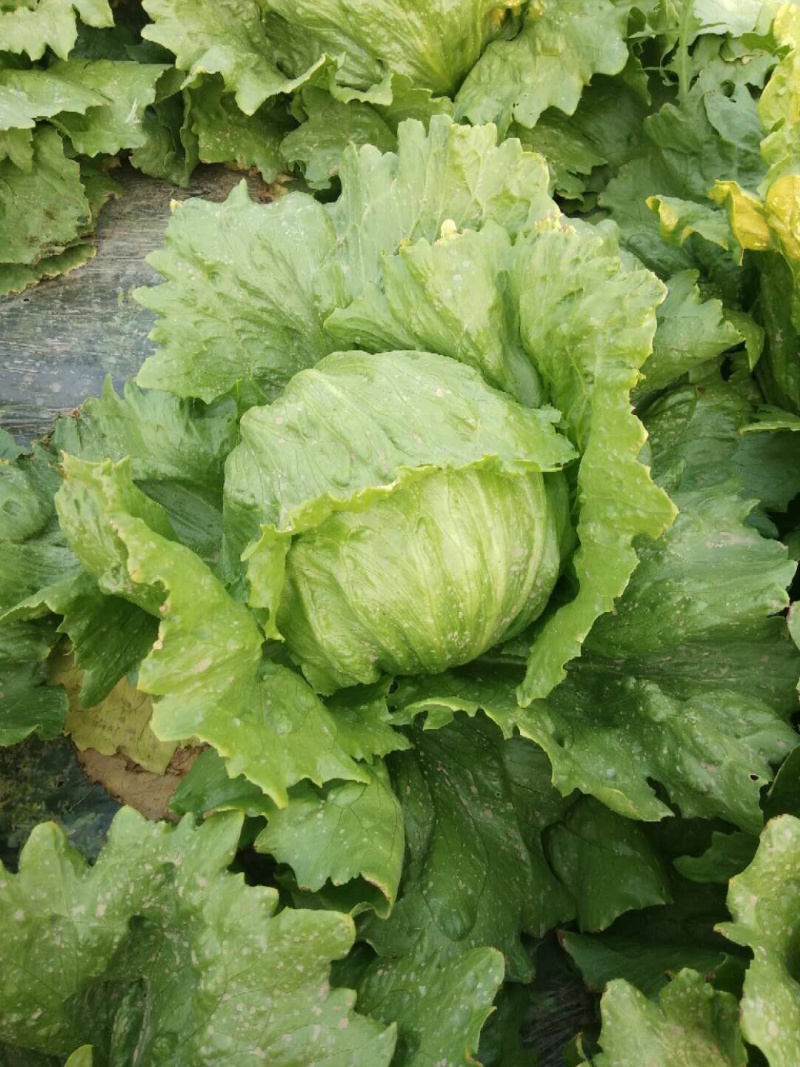 山东生菜球大叶生菜球大量上市生菜电商代发产地直发