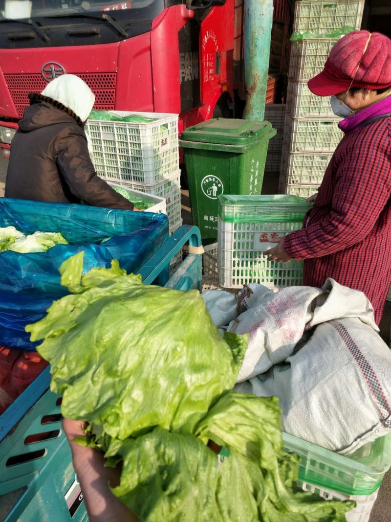 生菜球，园生菜大量上市，山东产地支持视频验货电商代发