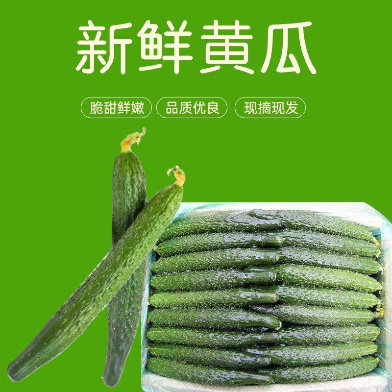 山东精品密刺黄瓜产地直发/大量上市/支持代发/视频验货