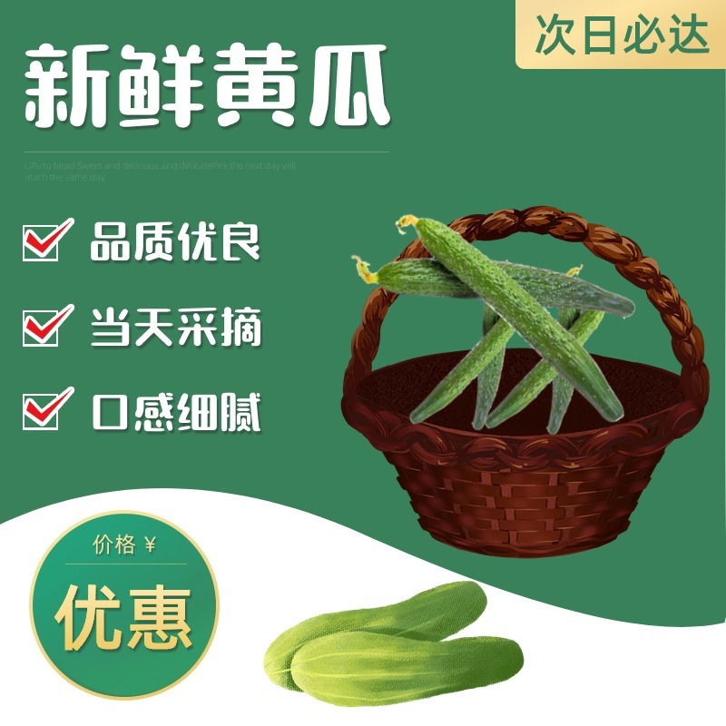 山东精品密刺黄瓜产地直发/大量上市/支持代发/视频验货