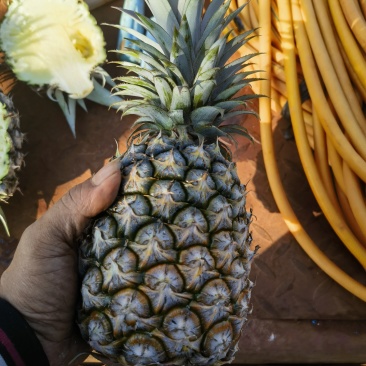海南金钻凤梨