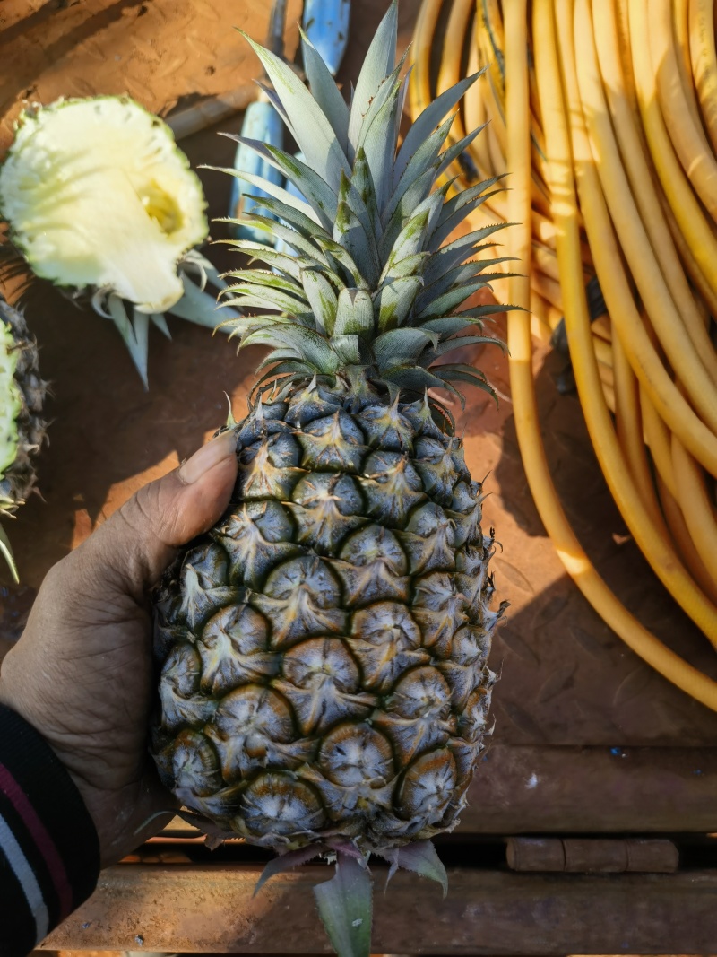 海南金钻凤梨