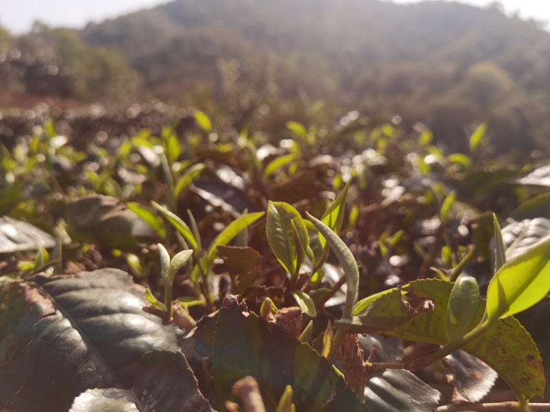 鲜茶