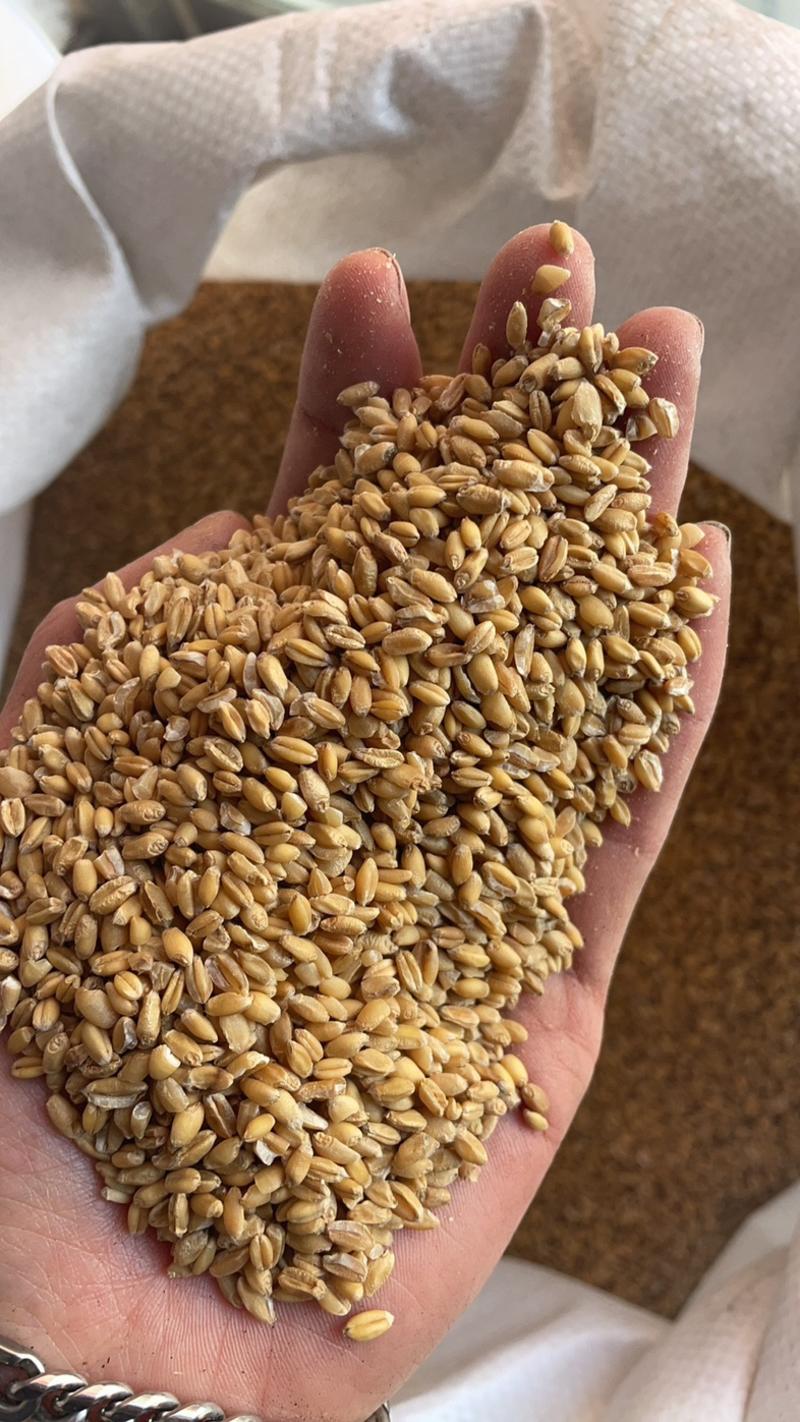 浮小麦浮麦保庆药业批发浮小麦实物拍摄！