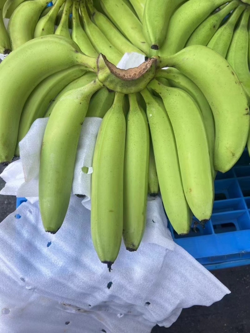 精品二级蕉，核弹级别，零损耗，全国可发，需要的联系