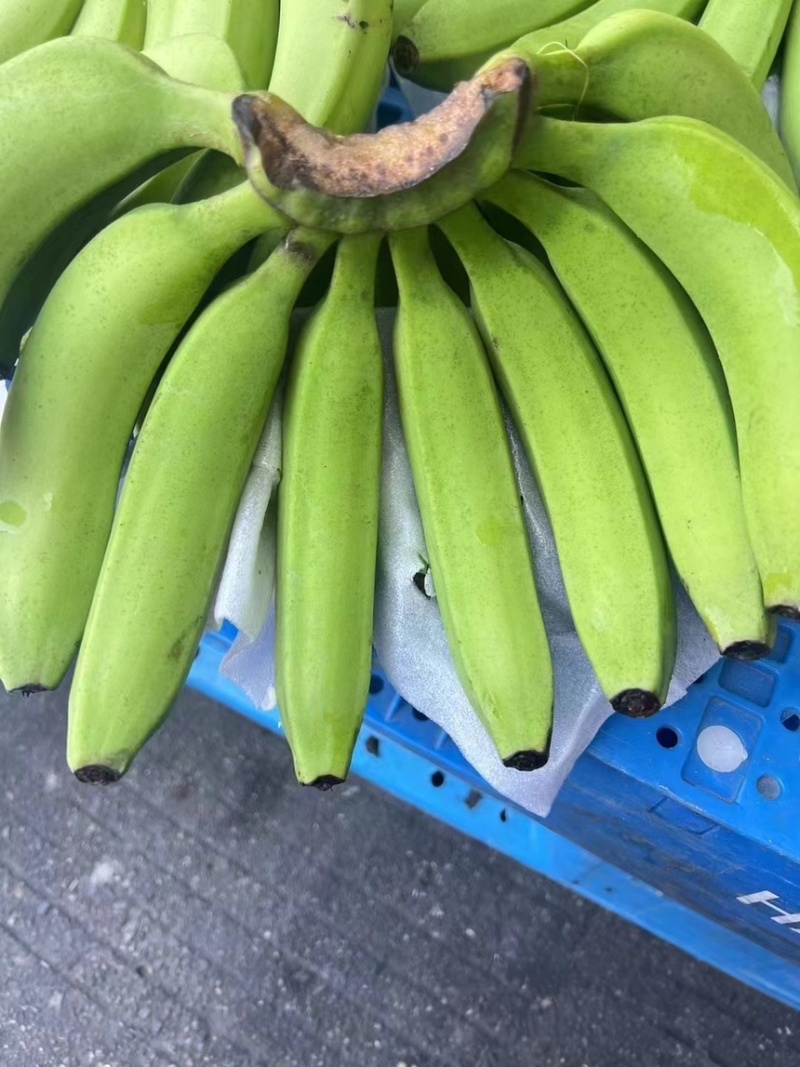精品二级蕉，核弹级别，零损耗，全国可发，需要的联系