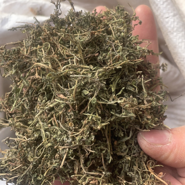 鹅不食草保庆药业批发鹅不食草鹅不食实物拍摄