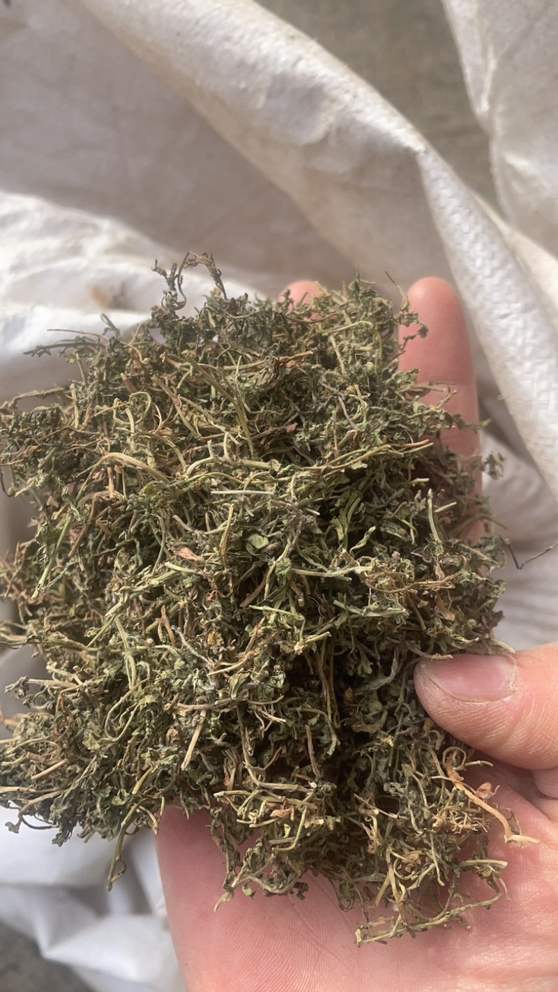 鹅不食草保庆药业批发鹅不食草鹅不食实物拍摄