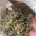 鹅不食草保庆药业批发鹅不食草鹅不食实物拍摄