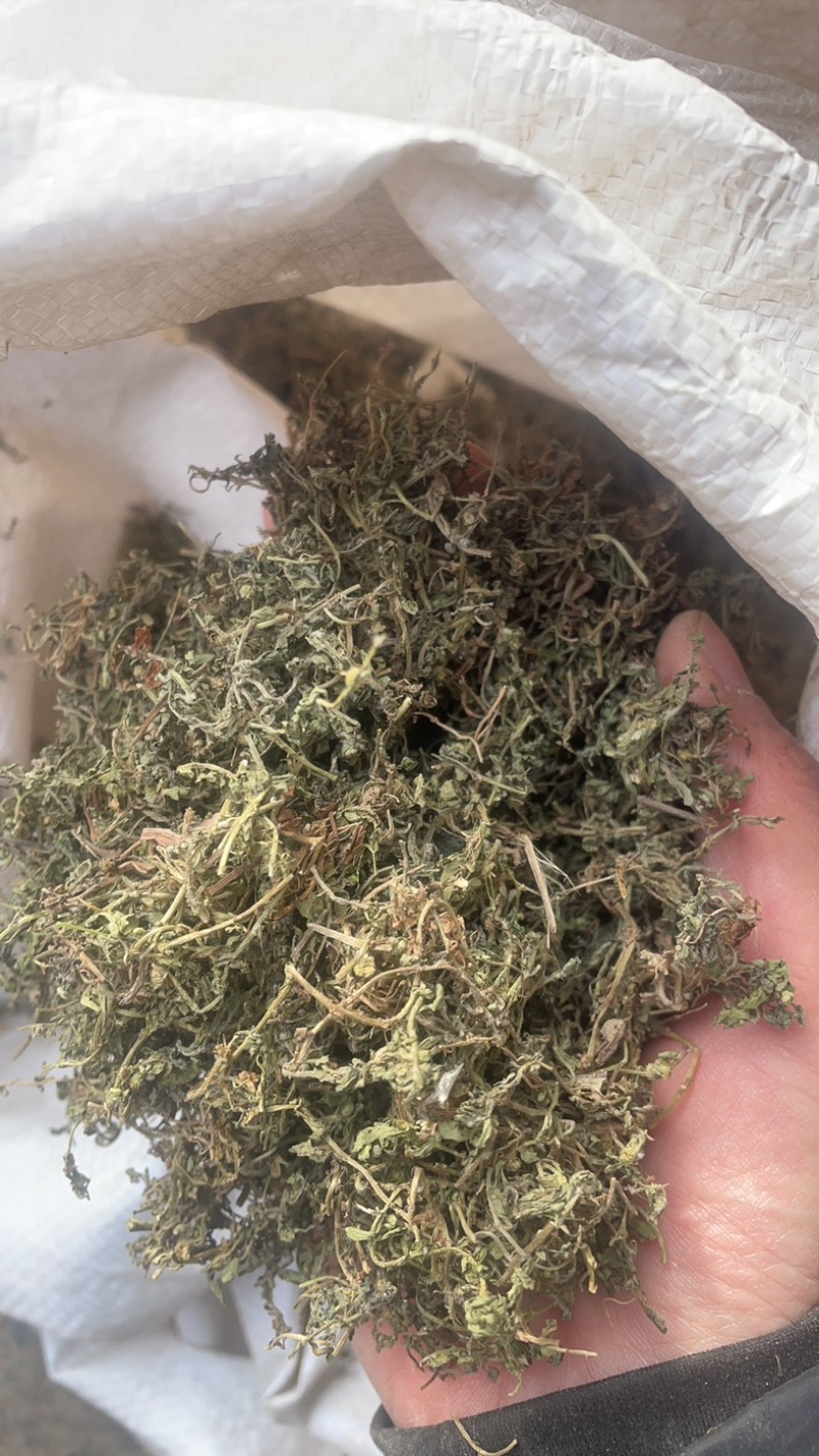 鹅不食草保庆药业批发鹅不食草鹅不食实物拍摄
