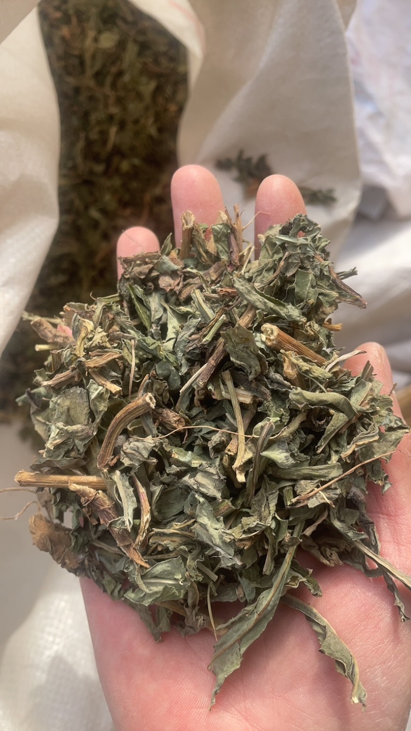 败酱草发货前过筛北败酱草实物拍摄败酱保庆药业