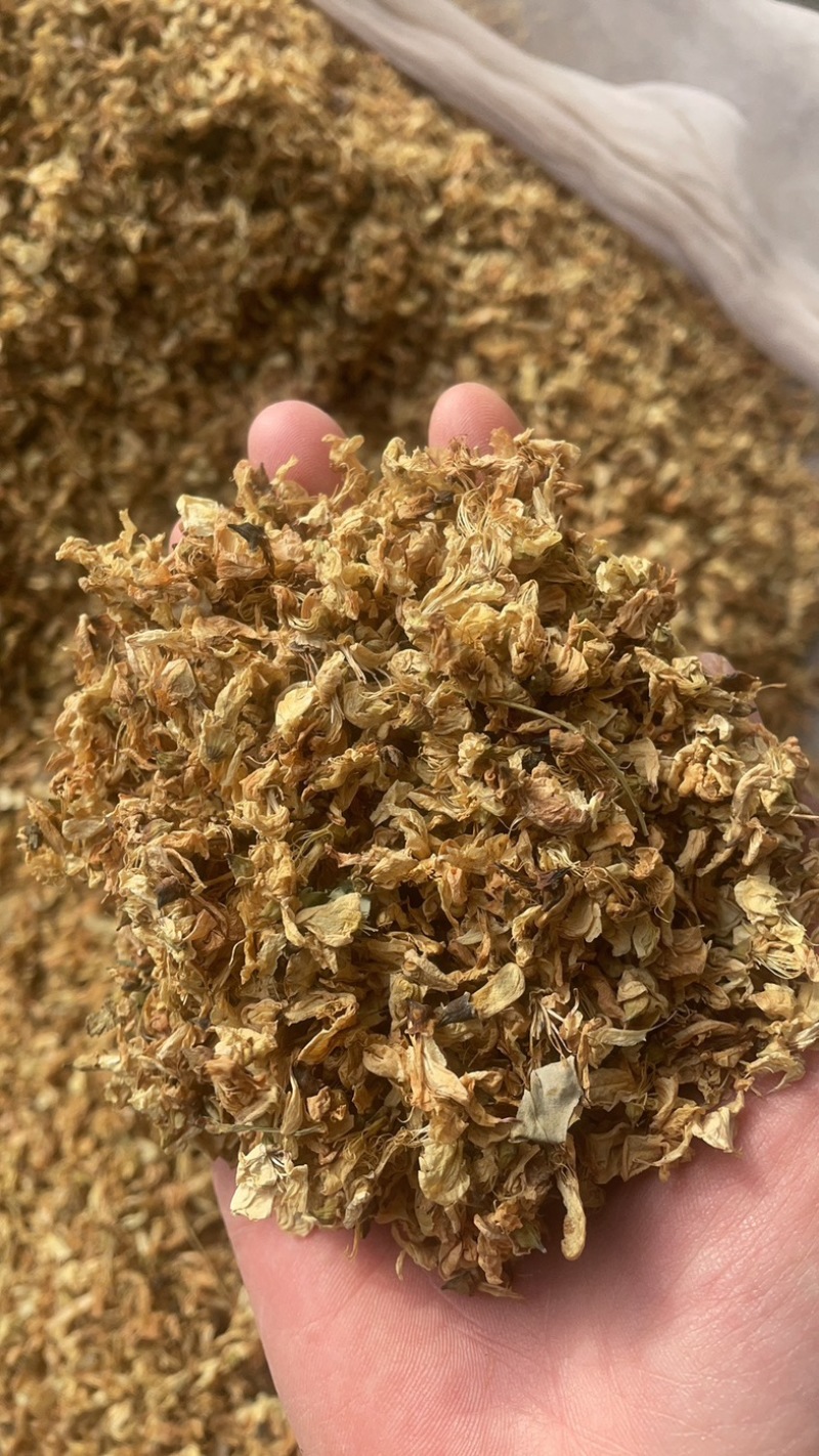 槐花药用槐花实物拍摄中药材洋槐花