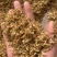 槐花药用槐花实物拍摄中药材洋槐花