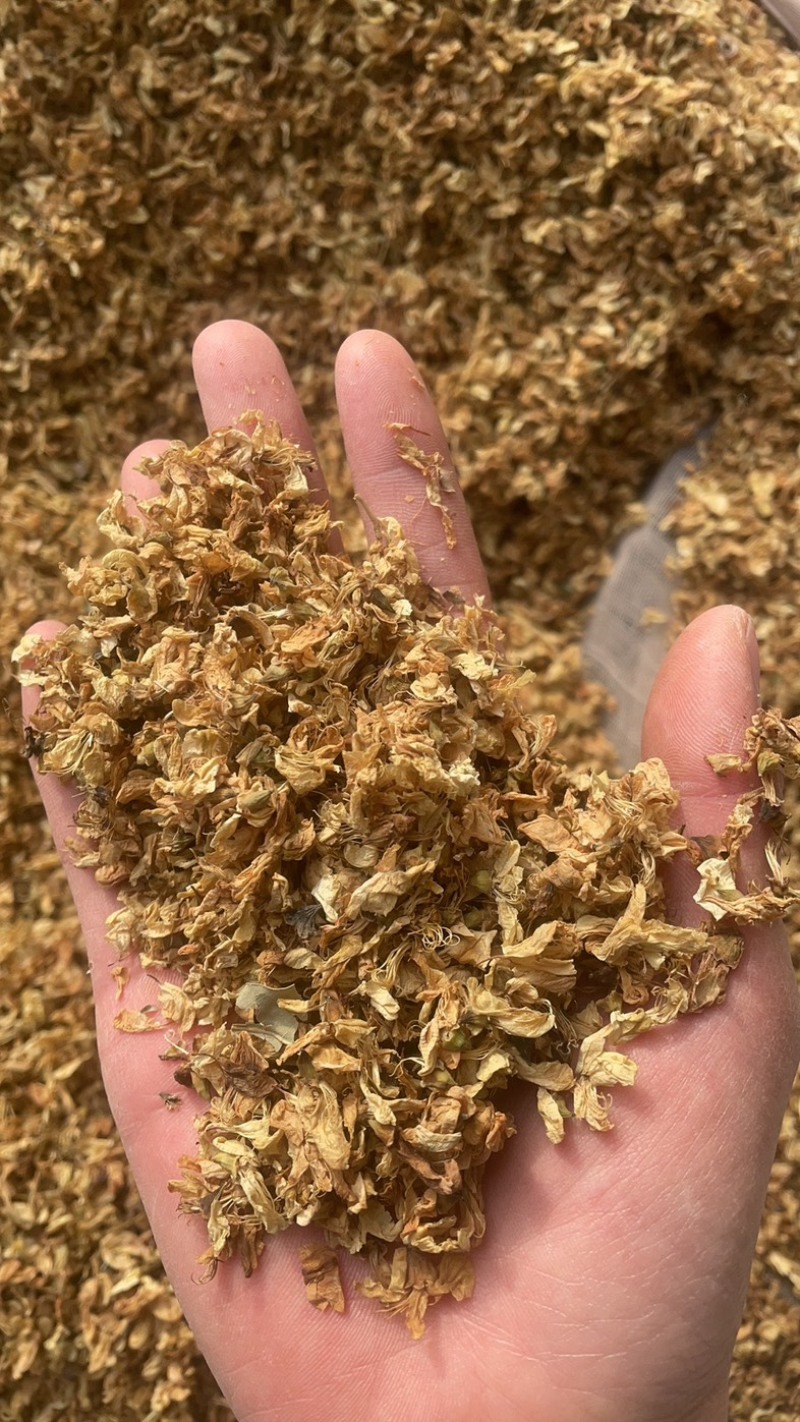 槐花药用槐花实物拍摄中药材洋槐花