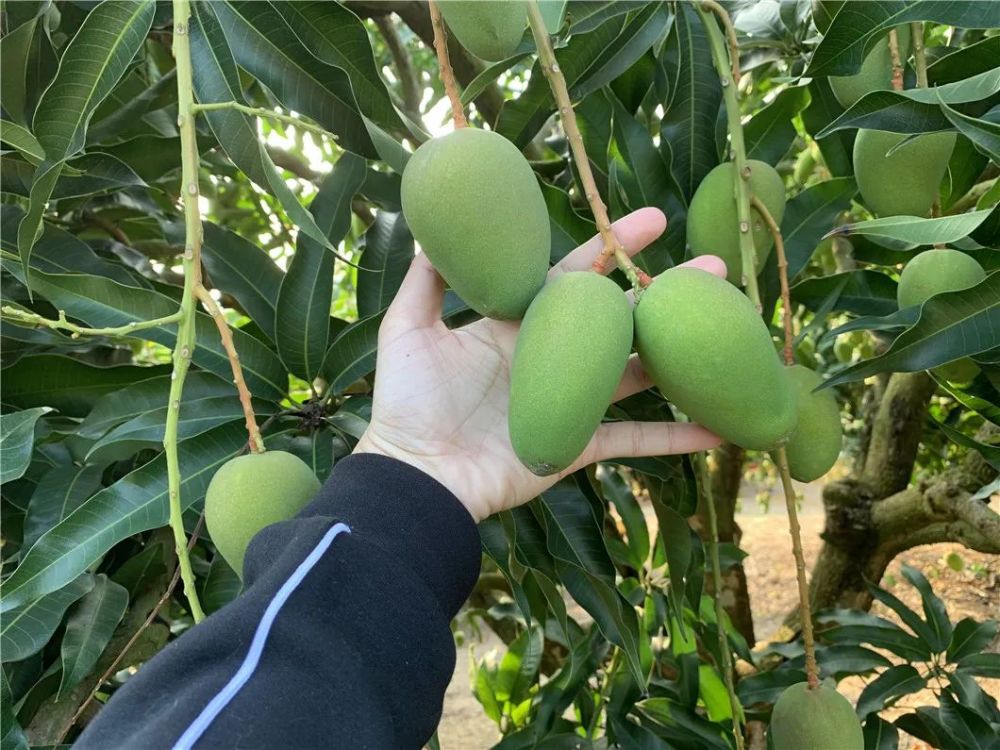 小台芒果实在阳光下的特写