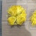 天然四川金丝皇菊