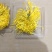 天然四川金丝皇菊
