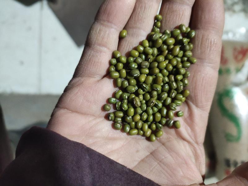 【优选】河北明绿豆-产地直发品质保障-价格优惠-支持视频看货