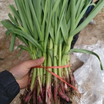 中牟红根蒜苗大量供货，产地一手货源，货源充足
