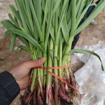 中牟红根蒜苗大量供货，产地一手货源，货源充足