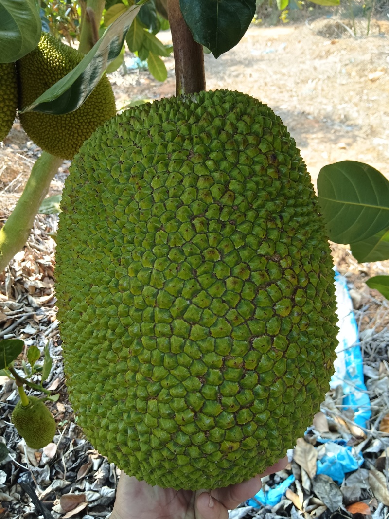 泰国红肉8号菠萝蜜，海南菠萝蜜大量有货欢迎来电咨询