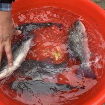 新鲜四川达州淡水鲈鱼，口感鲜美，营养丰富，一千斤起售！