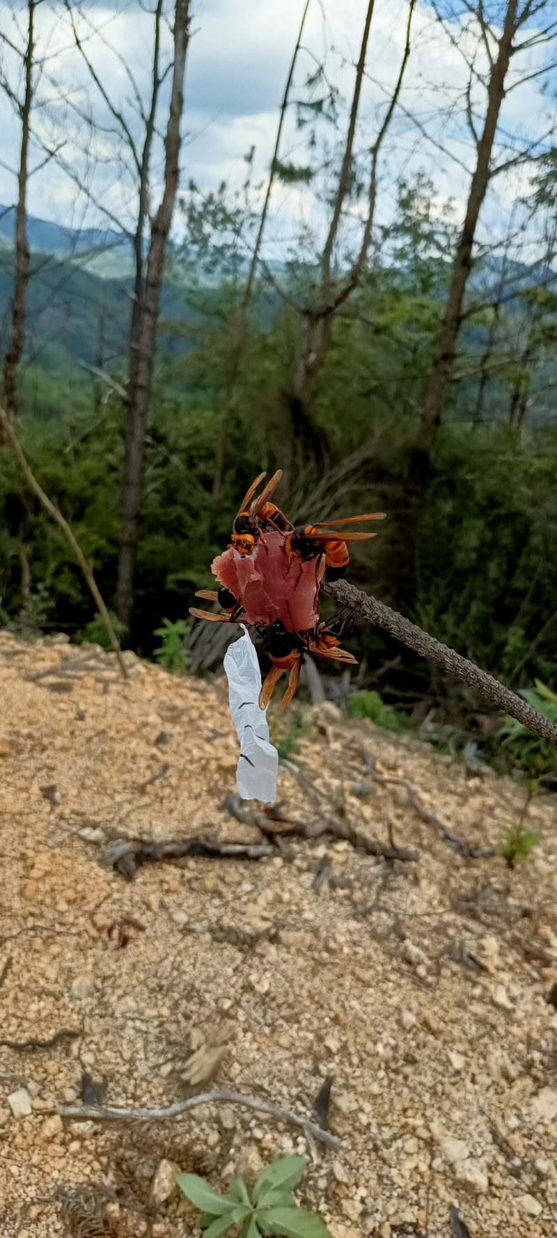 江西野生灵芝，中草药等农产品。